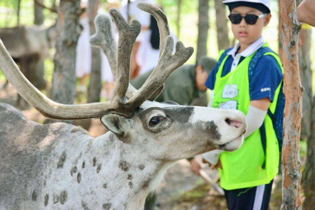 尔草原探索雄鸡金冠上的毕业旅行新葡京2025毕业旅行丨呼伦贝(图4)